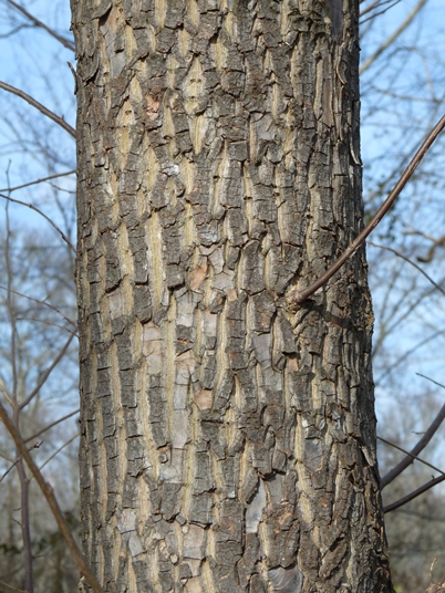{Halesia tetraptera}